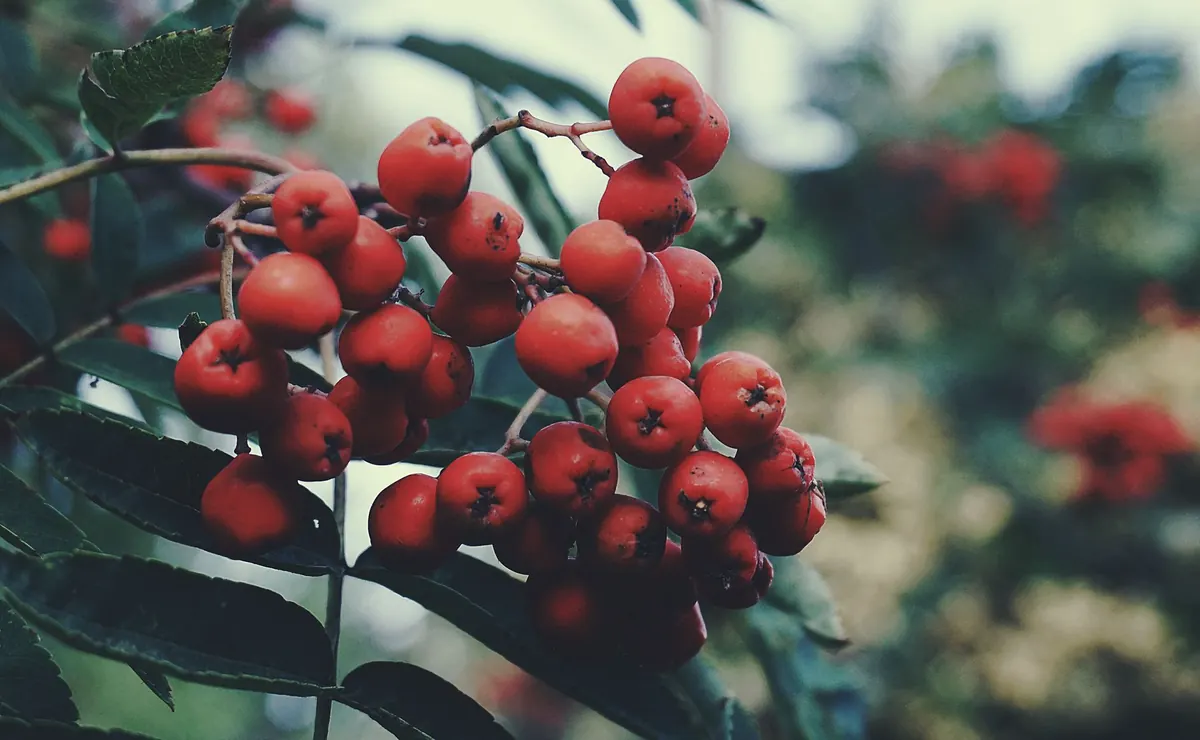 Seasonal Foraging in the Cotswolds: A Month-by-Month Guide to Safe Edible Finds